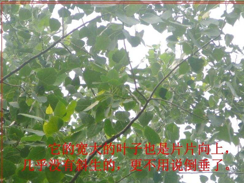 部编版语文八年级上册第1课《白杨礼赞》课件 (4)第8页