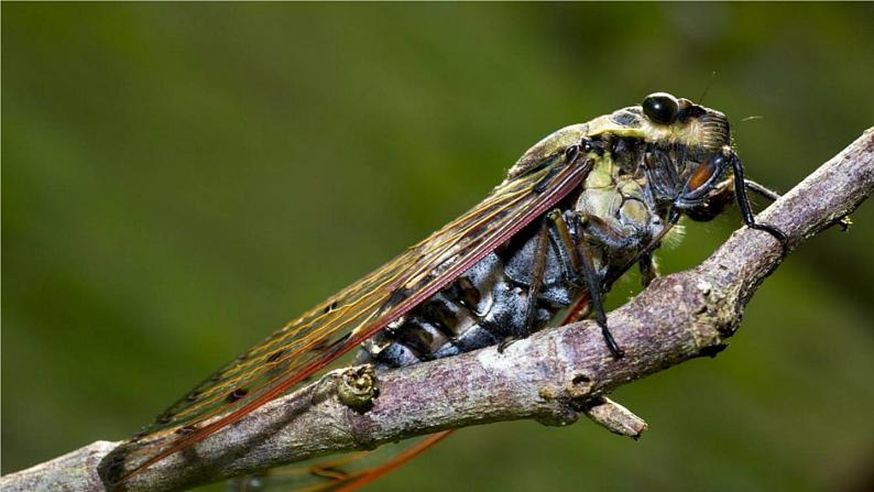 部编版八年级语文上册 21 《蝉》PPT课件01