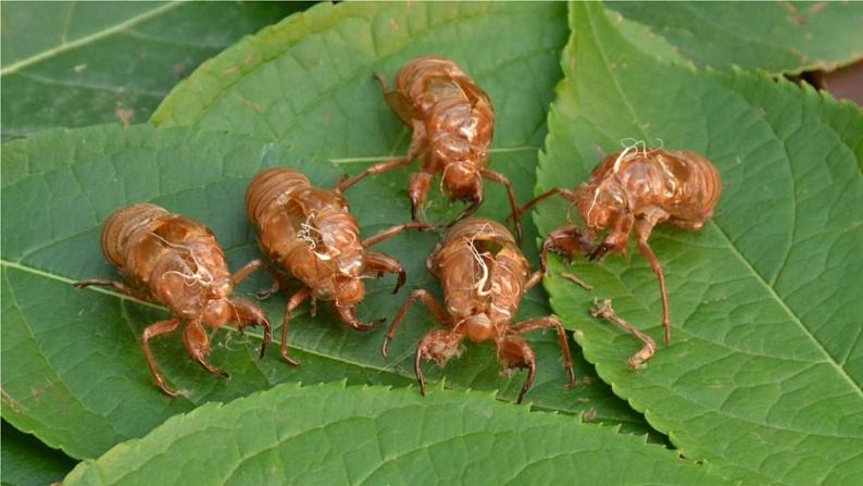 部编版八年级语文上册 21 《蝉》PPT课件02