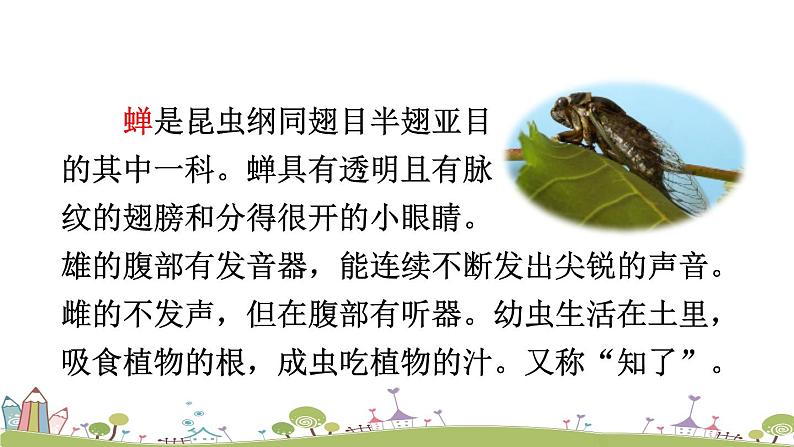 部编版八年级语文上册 21 《蝉》PPT课件04