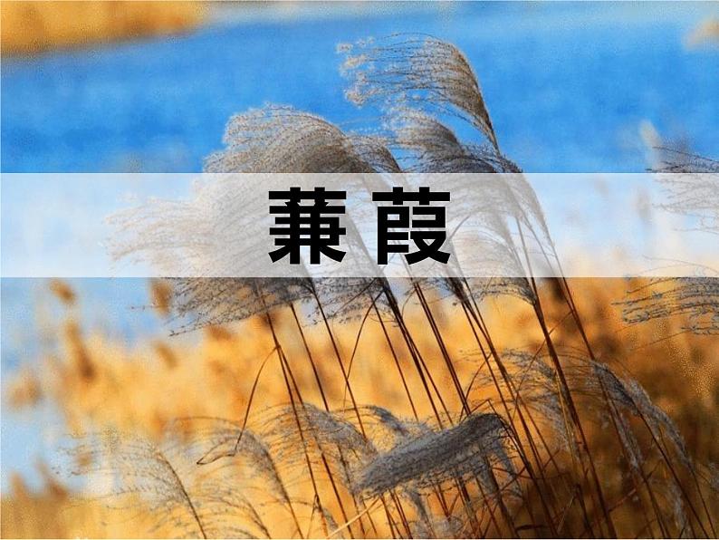 部编版八年级语文下册《蒹葭》PPT教学课件(第2课时) (5)第1页