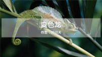 初中语文人教部编版九年级下册6 变色龙背景图ppt课件