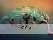 人教部编版九年级下册6 变色龙背景图课件ppt