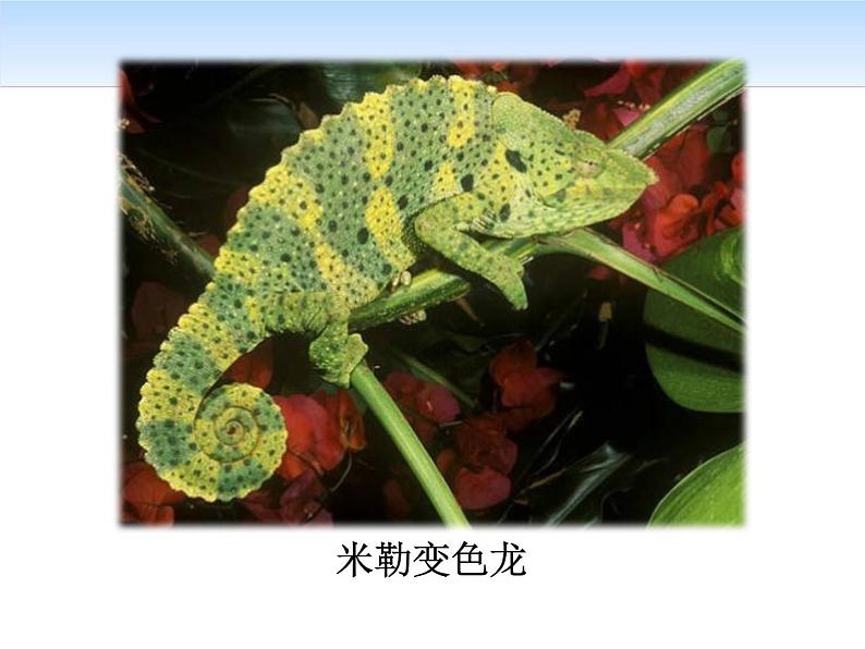 部编版九年级语文下册《变色龙》PPT课件第4页