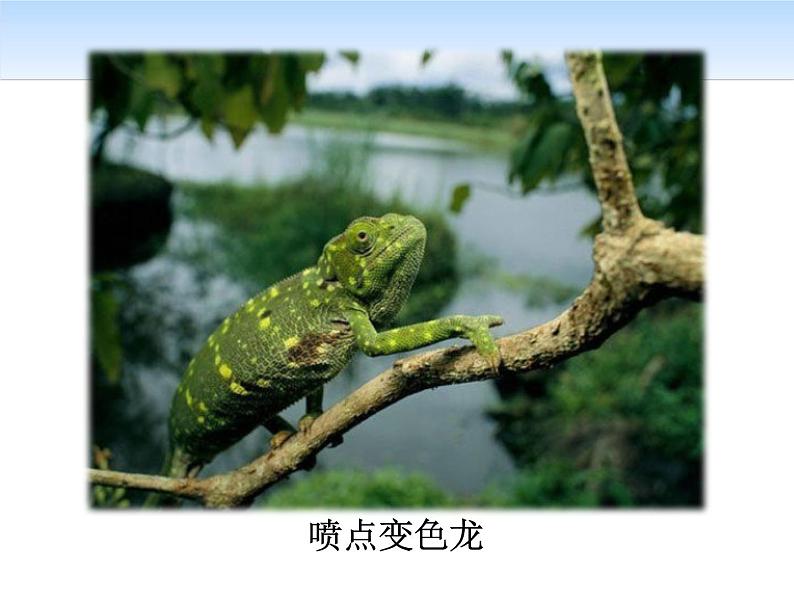 部编版九年级语文下册《变色龙》PPT课件第6页