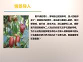 部编版九年级语文下册《枣儿》PPT优秀课件 (9)
