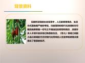 部编版九年级语文下册《枣儿》PPT优秀课件 (9)