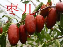 人教部编版九年级下册19 枣儿评课ppt课件
