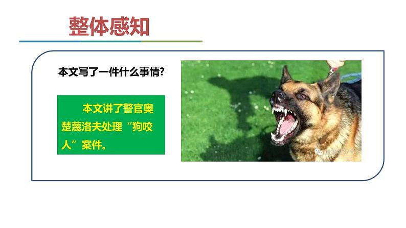 部编版九年级语文下册《变色龙》PPT课件 (6)08