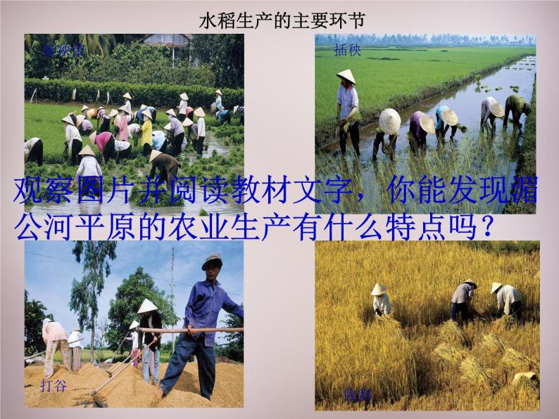 人教历史与社会七上《3.1.1稻作文化的印记》PPT课件 (4)05