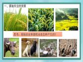 部编版历史与社会第一单元史前时期第二课《原始农耕生活》课件