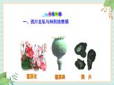 部编版八年级历史与社会八年级上册第一单元中国开始沦为半殖民地半封建地第1课《鸦片战争》课件