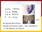 2.2阿拉伯帝国课件