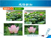 23.1.1成比例线段 华师大版数学九年级上册 课件