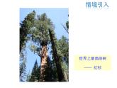 2021-2022学年度华师大版九年级上册数学课件 23.3.4 相似三角形的应用