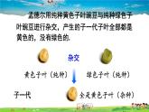 滬科版數(shù)學九年級下冊  26.4 綜合與實踐 概率在遺傳學中的應用【教學課件】