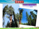 青岛版数学九年级上册1.2怎样判定三角形相似（5）【课件+教案】