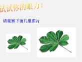 第4套 27.1 图形的相似课件