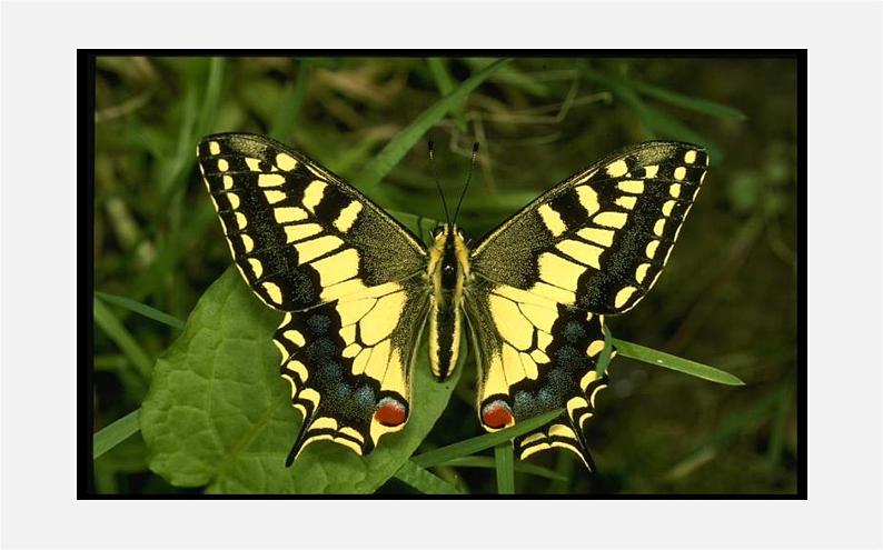 北师大初中数学七下《5.1轴对称现象》PPT课件 (2)第8页