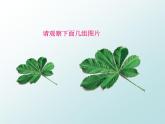 27.1《图形的相似》参考课件2