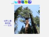 青岛初中数学九上《1.2怎样判定三角形相似》PPT课件 (6)