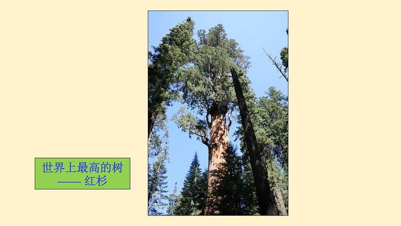 27. 2.3（1） 相似三角形的应用（塔高、河宽等问题）-课件（送教案+练习）05