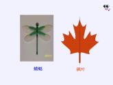 沪科版数学八年级上册 15.1 轴对称图形(13) 课件