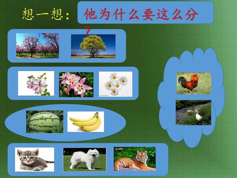 华东师大版数学七年级上册 3.4.1 同类项(1) 课件04