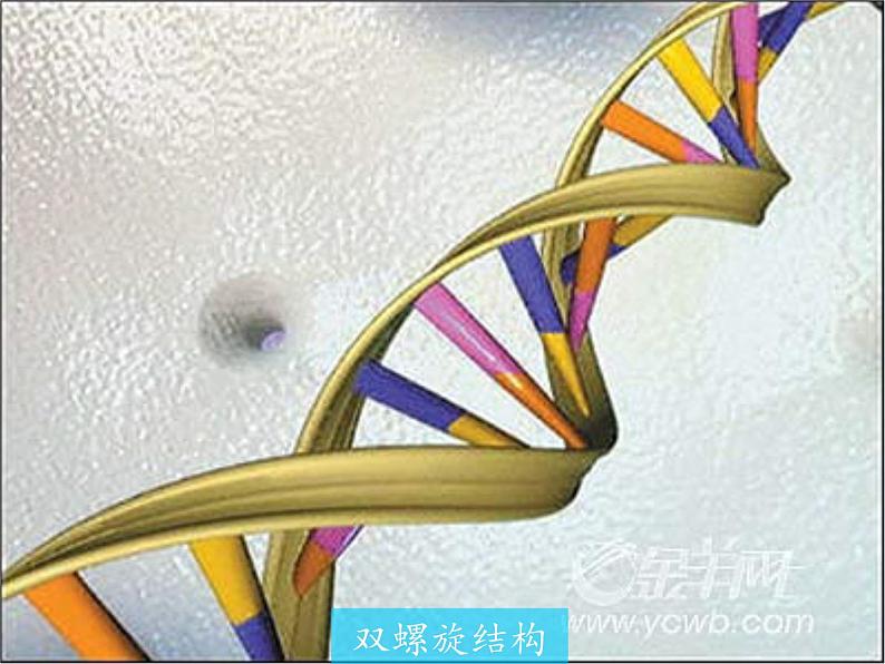 青岛版初中数学七年级上册 1.1 我们身边的图形世界 课件06