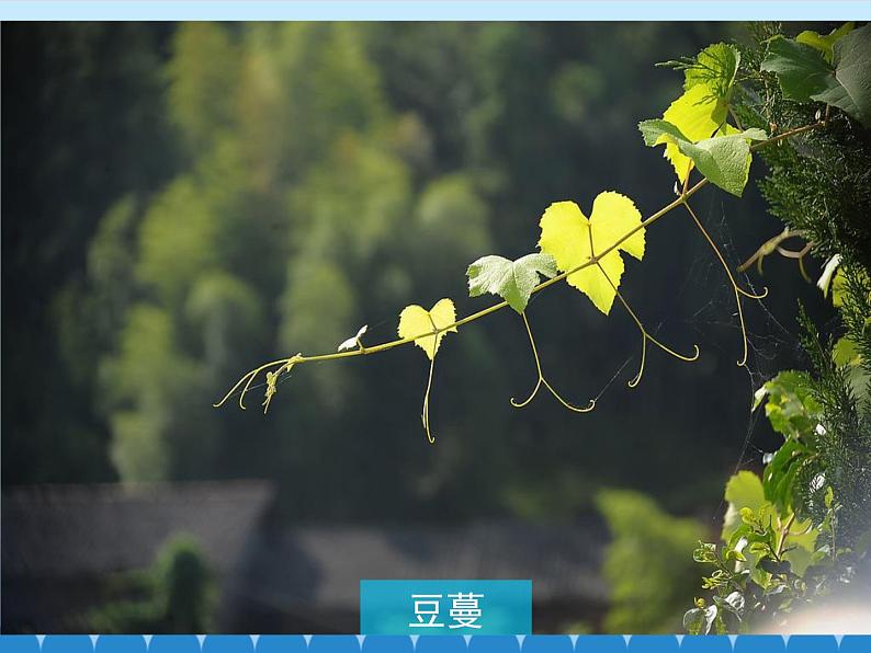 青岛版初中数学七年级上册 1.1 我们身边的图形世界_ 课件第4页