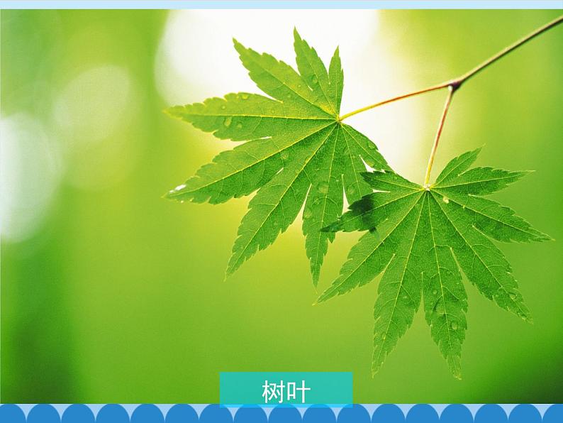 青岛版初中数学七年级上册 1.1 我们身边的图形世界_ 课件第5页