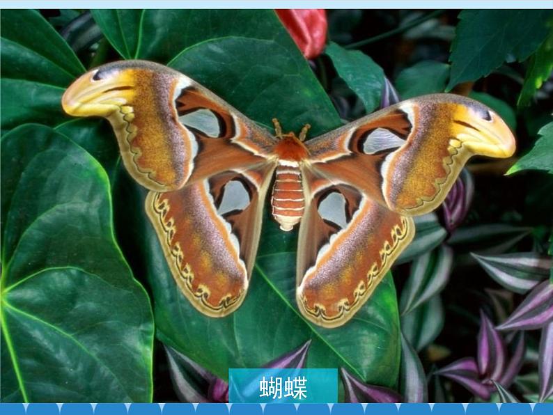 青岛版初中数学七年级上册 1.1 我们身边的图形世界_ 课件第6页