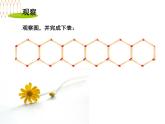 2.2 列代数式课件PPT