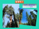 2022九年级数学上册第四章图形的相似4.6利用相似三角形测高课件新版北师大版