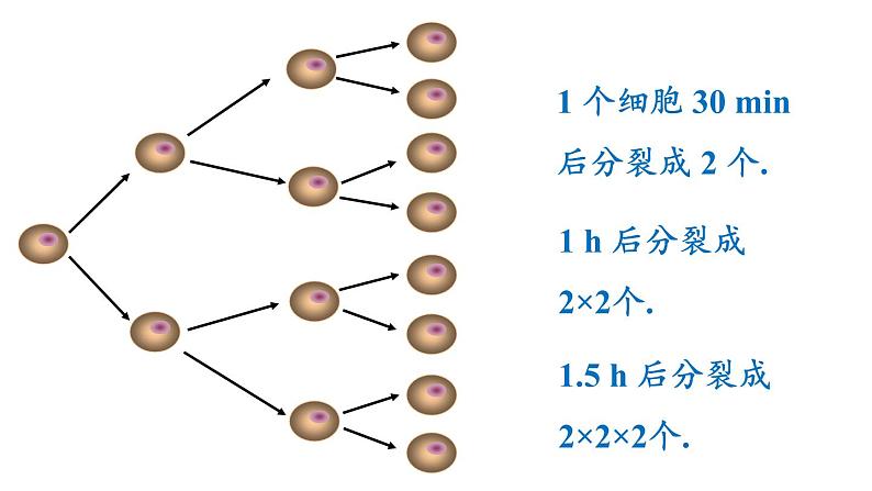 北师大版七年级数学上册课件 2.9 有理数的乘方04