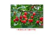 滬科版七年級數(shù)學上冊課件 1.7  近似數(shù)