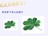 江蘇科學(xué)技術(shù)出版社初中數(shù)學(xué)九年級下冊 6.3 相似圖形   課件