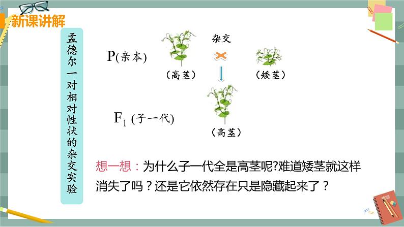 26.4 综合与实践  概率在遗传学中的应用第8页