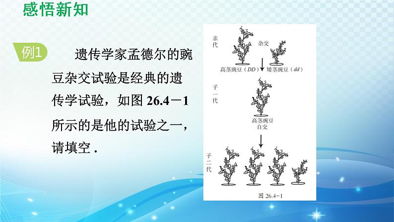 26.4 综合与实践-概率在遗传学中的应用 沪科版数学九下导学课件05