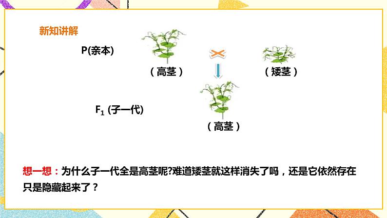 26.4概率在遗传学中的应用 课件＋教案＋学案04