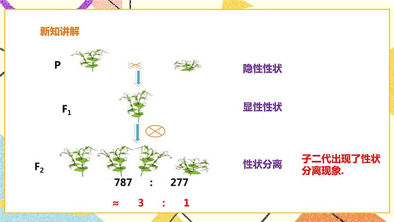 26.4概率在遗传学中的应用 课件第5页