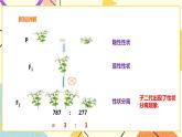 26.4概率在遗传学中的应用 课件＋教案＋学案