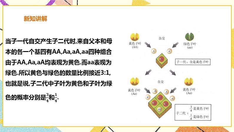 26.4概率在遗传学中的应用 课件第7页