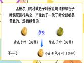 26.4 综合与实践 概率在遗传学中的应用 课件