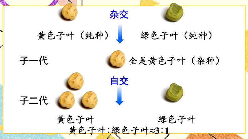 26.4 综合与实践 概率在遗传学中的应用 课件07