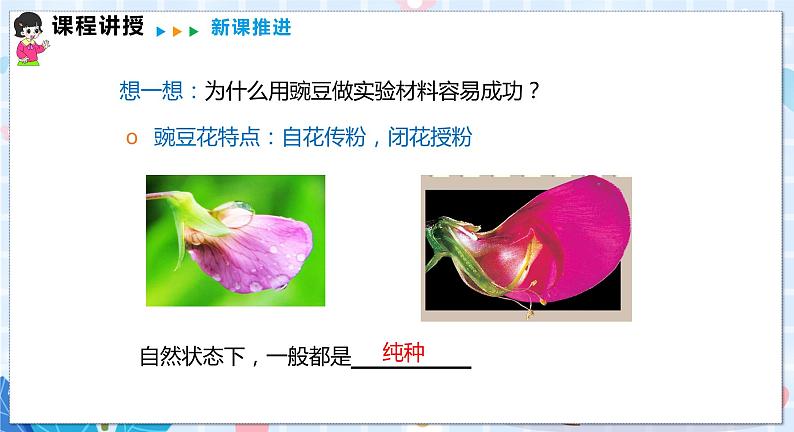 沪科版数学九年级下册 26.4 综合与实践 概率在遗传学中的应用 PPT精品课件07