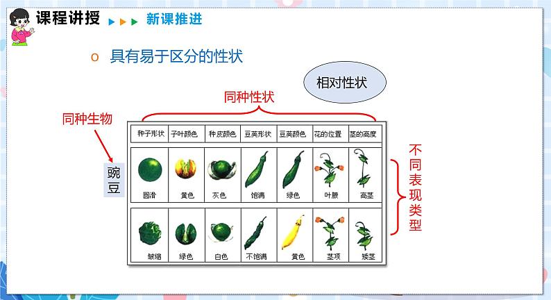 沪科版数学九年级下册 26.4 综合与实践 概率在遗传学中的应用 PPT精品课件08