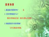 《＊3 垂径定理》PPT课件2-九年级下册数学北师大版