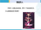 北师大版七年级数学下册同步精品课堂 4.1.3 认识三角形（第3课时）（课件）