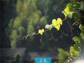 1.1 我们身边的图形世界课件  青岛版数学七年级上册